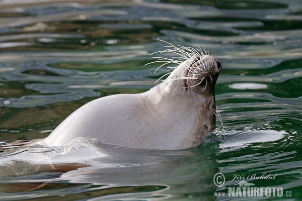 Harbor Seal (Phoca vitulina)