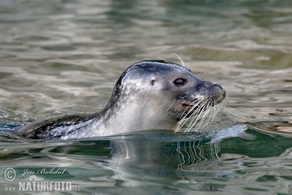 Harbor Seal (Phoca vitulina)