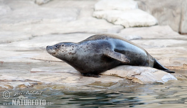 Harbor Seal (Phoca vitulina)