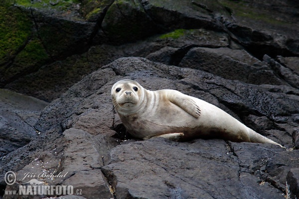 Harbor Seal (Phoca vitulina)