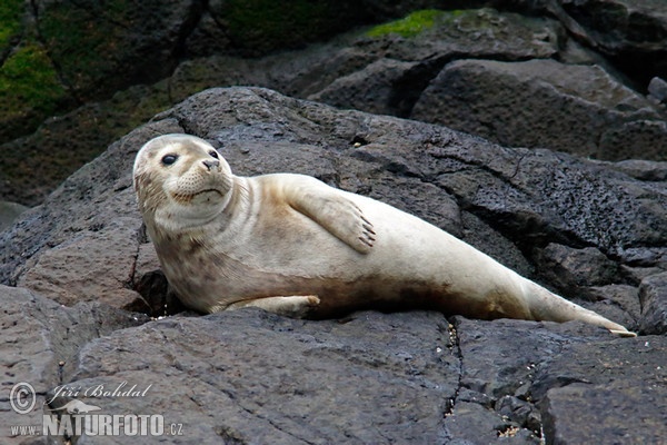 Harbor Seal (Phoca vitulina)