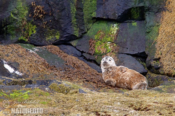 Harbor Seal (Phoca vitulina)