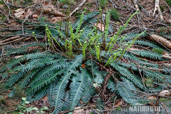 Hard-fern, Deer fern (Blechnum spicant)