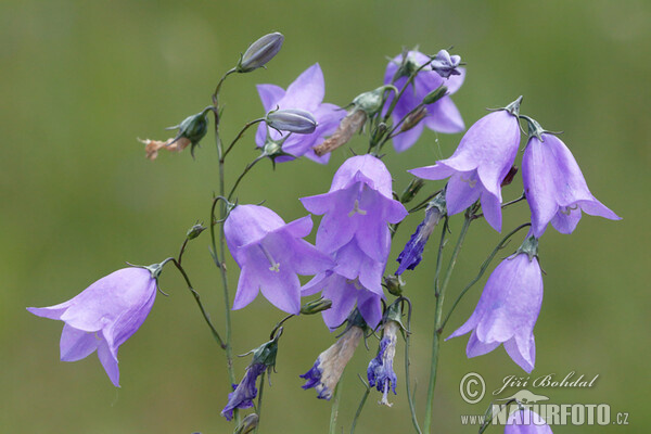 Harebell (Campanula rotundifolia)