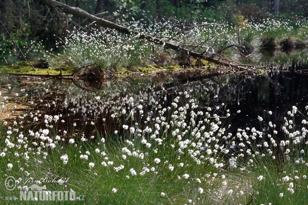 Hare'S-Tail Cottongrass (Eriophorum vaginatum)