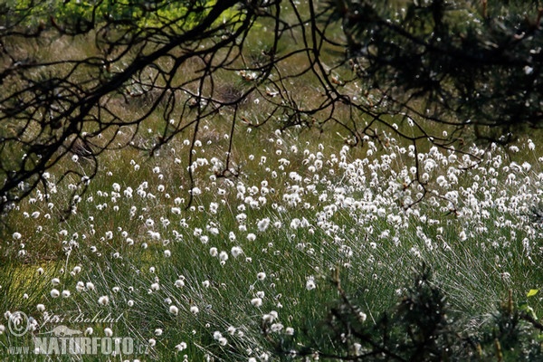 Hare'S-Tail Cottongrass (Eriophorum vaginatum)