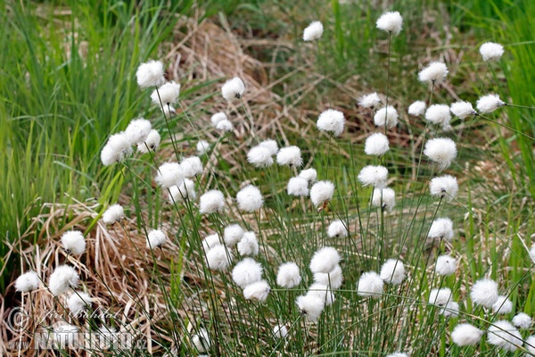 Hare'S-Tail Cottongrass (Eriophorum vaginatum)