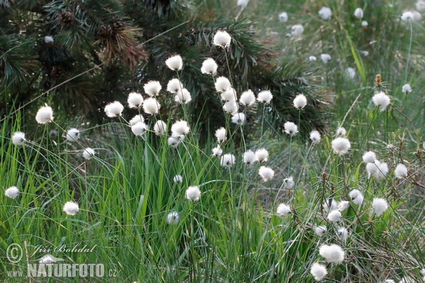 Hare'S-Tail Cottongrass (Eriophorum vaginatum)