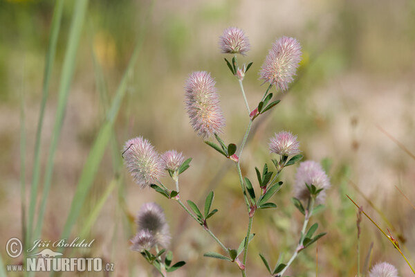 Haresfoot Clover (Trifolium arvense)