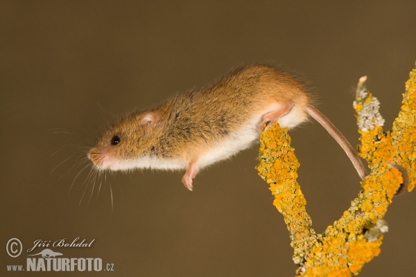 Harvest Mouse (Micromys minutus)