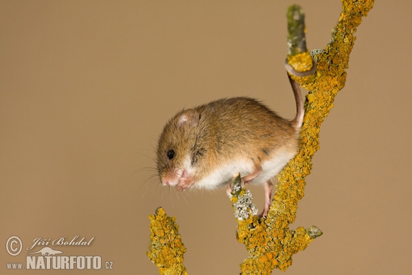 Harvest Mouse (Micromys minutus)