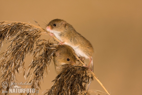 Harvest Mouse (Micromys minutus)