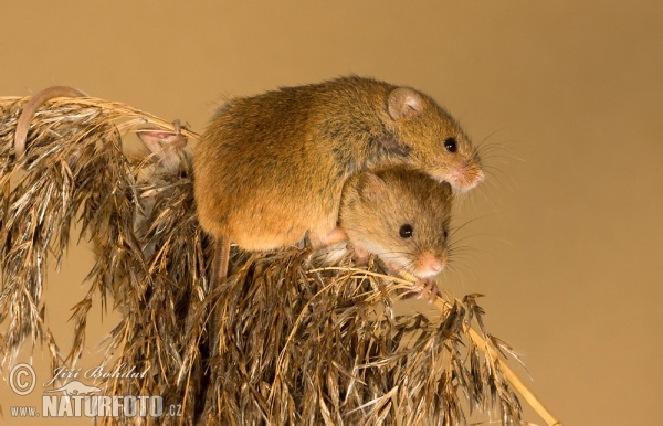 Harvest Mouse (Micromys minutus)