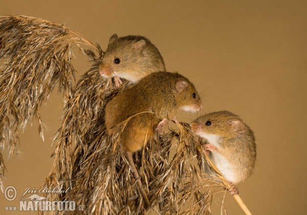 Harvest Mouse (Micromys minutus)