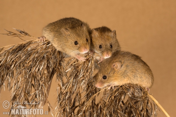 Harvest Mouse (Micromys minutus)