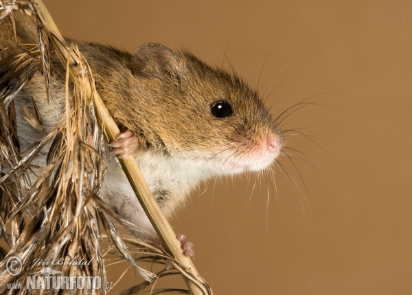 Harvest Mouse (Micromys minutus)