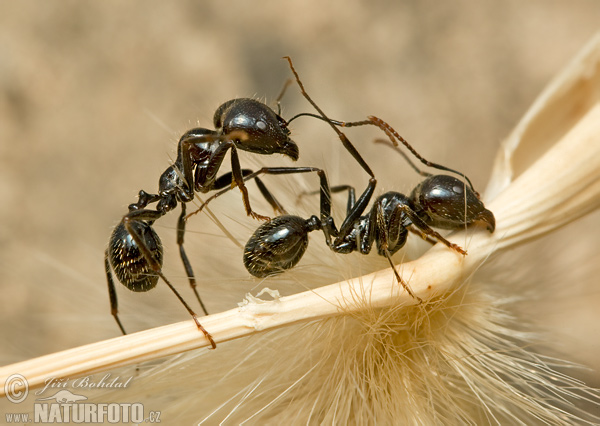 Harvester Ant (Messor structor)