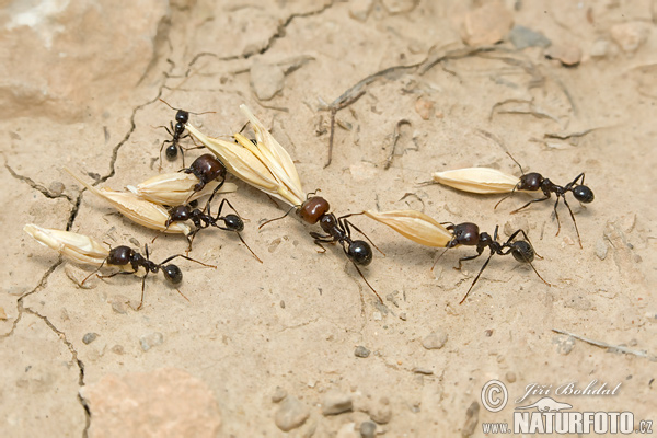 Harvester Ant (Messor structor)
