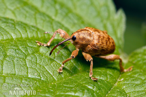 Hazelnut Weevil (Curculio nucum)