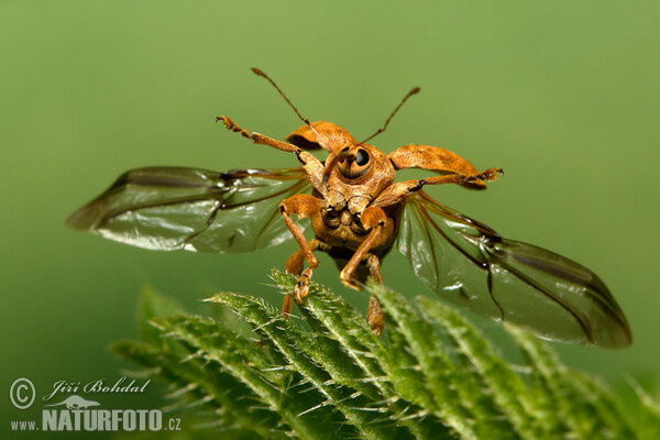 Hazelnut Weevil (Curculio nucum)