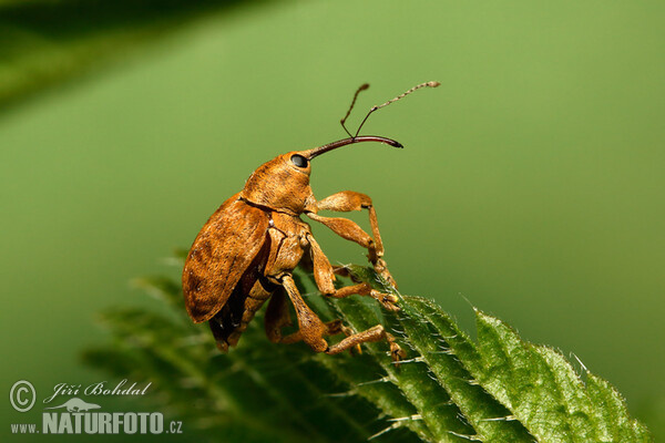 Hazelnut Weevil (Curculio nucum)