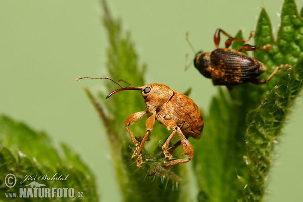 Hazelnut Weevil (Curculio nucum)