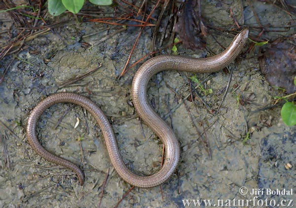 Hazelworm