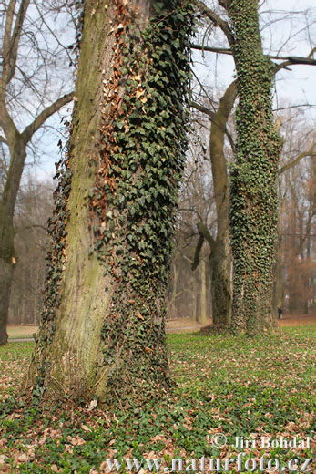 Hedera helix