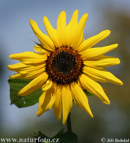 Helianthus annuus