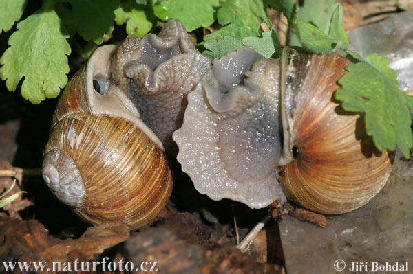 Helix pomatia