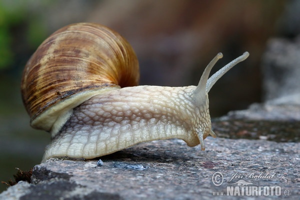 Helix pomatia