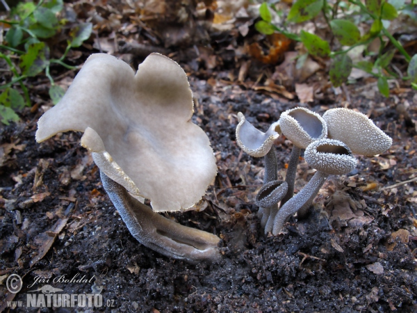 Helvella macropus