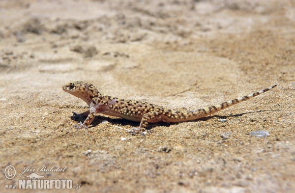 Hemidactylus frenatus