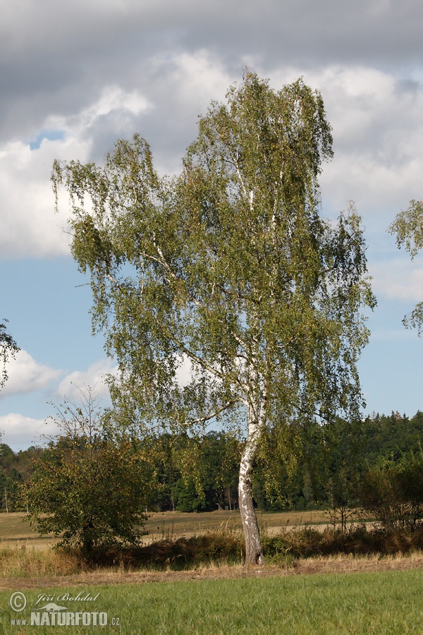 Hengebjørk