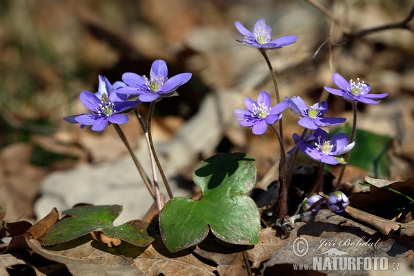 Hepatica nobilis