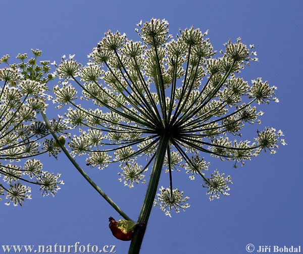 Heracleum mantegazzianum