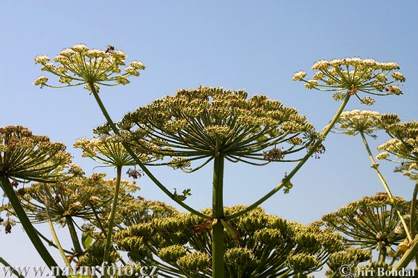 Heracleum mantegazzianum