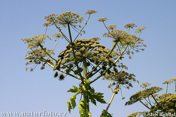 Heracleum mantegazzianum