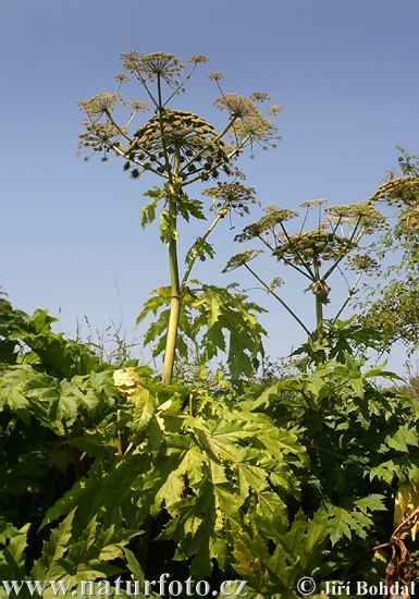 Heracleum mantegazzianum