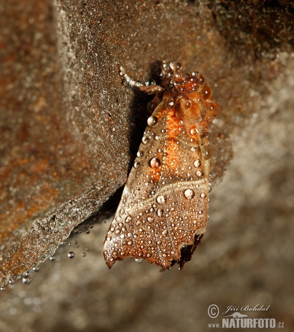 Herald Moth (Scoliopteryx libatrix)