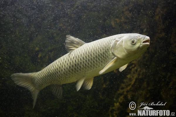 Herbovora karpo