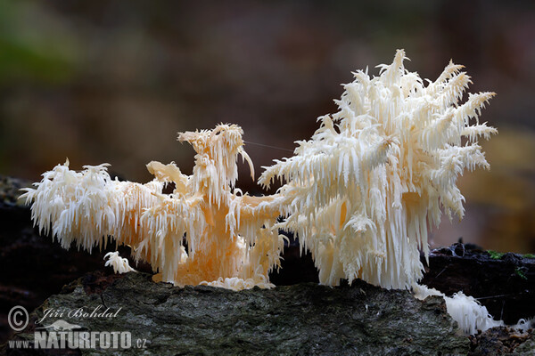Hericium clathroides