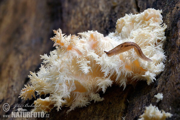 Hericium clathroides