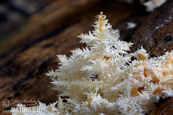 Hericium clathroides