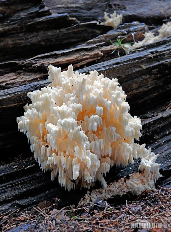 Hericium flagellum