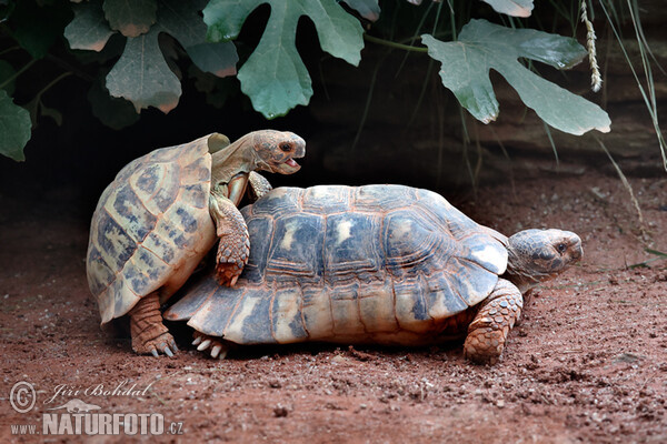 Hermann's Tortoise (Testudo hermanni)
