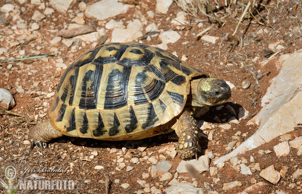 Hermann's Tortoise (Testudo hermanni)