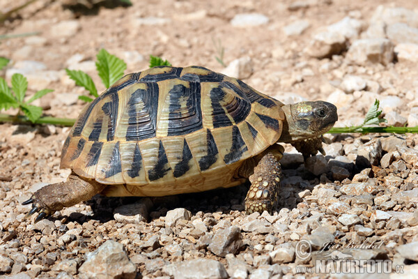 Hermann's Tortoise (Testudo hermanni)