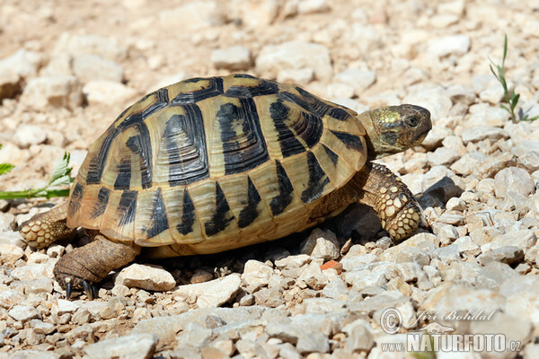 Hermann's Tortoise (Testudo hermanni)