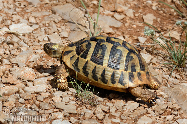 Hermann's Tortoise (Testudo hermanni)